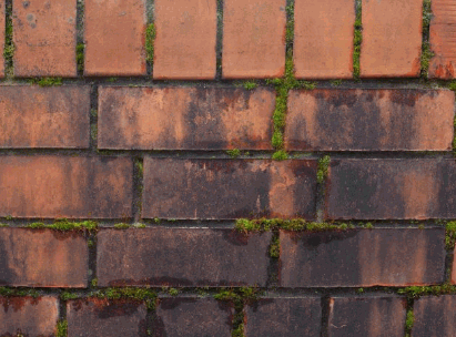 Organic Growth stains on brickwork